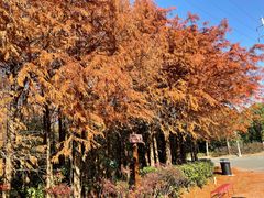 -上海海湾国家森林公园