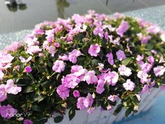 -海心沙亚运公园