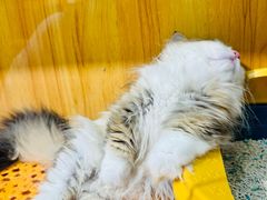 -欣宠猫屋·矮脚拿破仑·蓝金金渐层