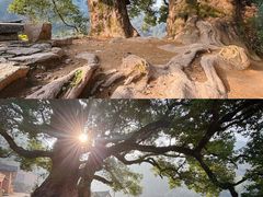 -杨家堂村