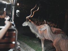 -清迈夜间动物园