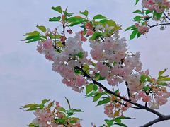 -顾村公园