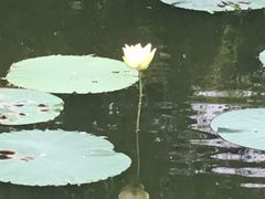 -大益烤鸡