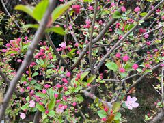 -铁山坪森林公园