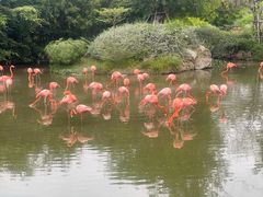-芽庄珍珠岛游乐园