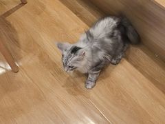 -滚猫咖啡·猫咖·猫友好撸猫(未来城店)