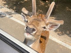 -秦皇岛野生动物园