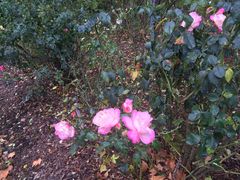 -Emerald Botanic Gardens