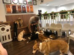 -柯斗斗主题餐厅·狗咖·围炉煮茶·茶饮(国瑞升平里店)