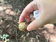 -黄海国家森林公园