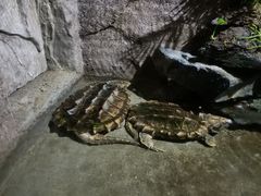 -青青世界