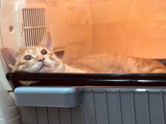 -瑞派名望志远动物医院·猫科·內科·异宠专科(直港大道店)