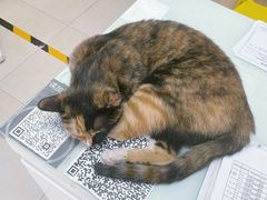 -宠福鑫康馨动物医院·骨科·眼科