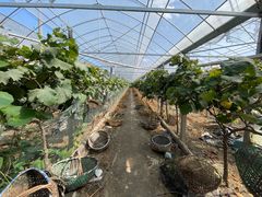 -马陆小张葡萄园农家乐