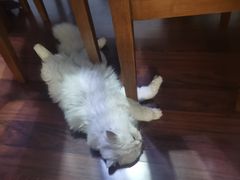 -糯米喵星人总部直营旗舰店·猫舍·幼猫出售