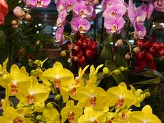 -双季花艺园艺市场(浦东店)