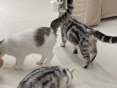 -怪兽屋·羊驼·猫咖·狗咖(俊华广场店)