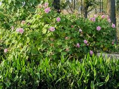 -上海植物园-4号门售票处