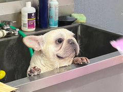 -柴源莊·柴小宠柴犬咖啡