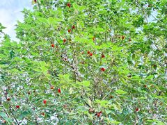 -杭州半山国家森林公园