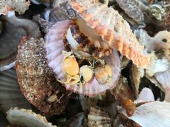 -大锅强·蒸海鲜青岛菜(吾悦广场店)