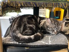 -平行世界·猫咖(首经贸店)