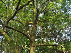 -四会奇石河风景区