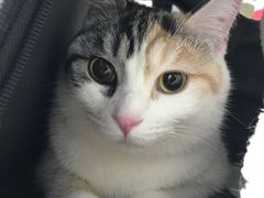 -纳吉亚猫专科动物诊疗中心(蒋宅口分院)