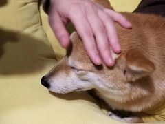 -逗柴咖啡屋·狗咖猫咖宠物桌游
