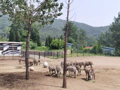 -大连森林动物园