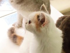 -喵的天空名猫咖啡馆·撸猫·猫舍·用品