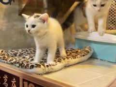 -1013 PET SHOP 宠物商店(近铁城市广场店)