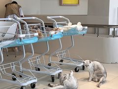 -怪兽屋·羊驼·猫咖·狗咖(俊华广场店)