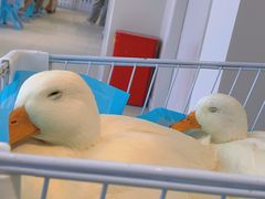 -怪兽屋·羊驼·猫咖·狗咖(俊华广场店)