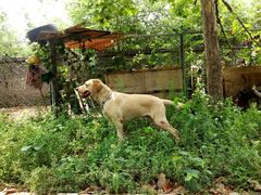 -康乐宝动物医院