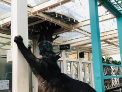 -猫小院猫主题咖啡厅(北锣店)