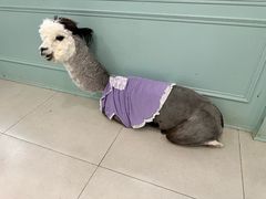 -安格丽娜·狗咖·猫咖羊驼咖(春熙路百盛商场店)