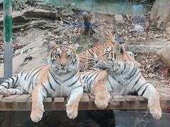 -栾川竹海野生动物园