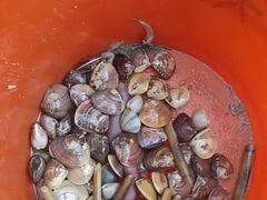 -红树林天天赶海