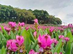 -松山湖南湖湾露营营地