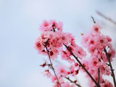 -秀丽东方