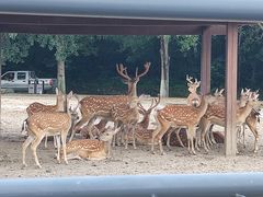 -哈尔滨北方森林动物园