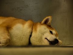 -柴务处·柴犬主题狗咖