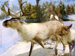 -北京麋鹿生态实验中心