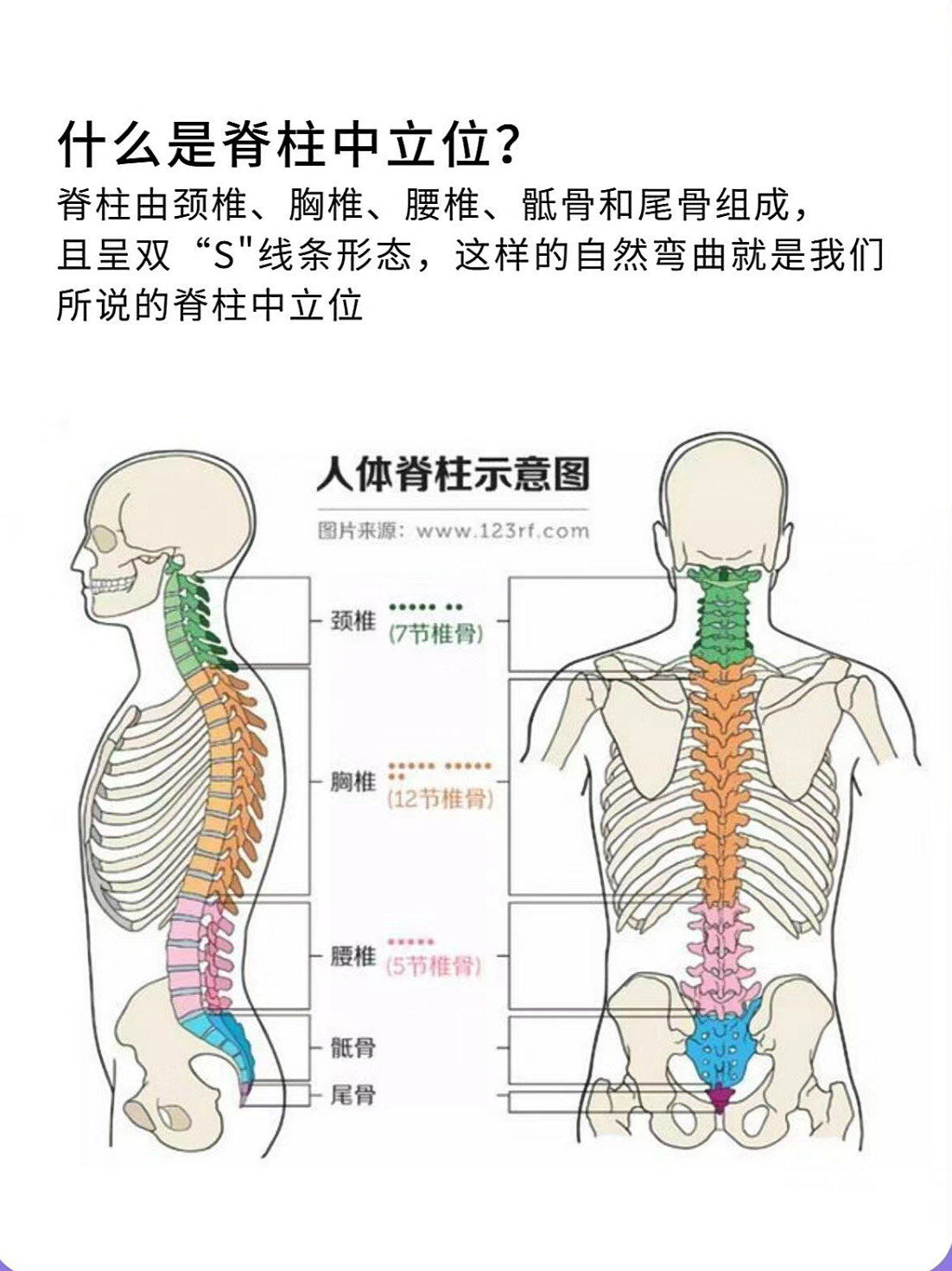 「逗逗健身·博美