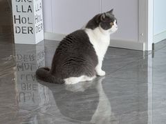 -爱洗澡的猫(望京店)