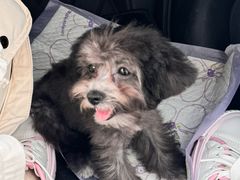 -翊宠yipet猫狗购宠庄园犬舍•猫舍