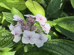 -上海辰山植物园
