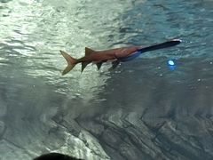 -瑞普利水族馆