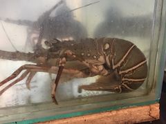 -泰华海鲜中餐厅(普吉镇店)